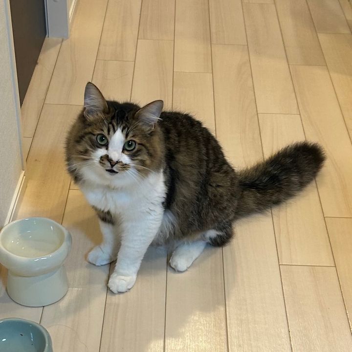 たぬきみたいな尻尾のほたてくん