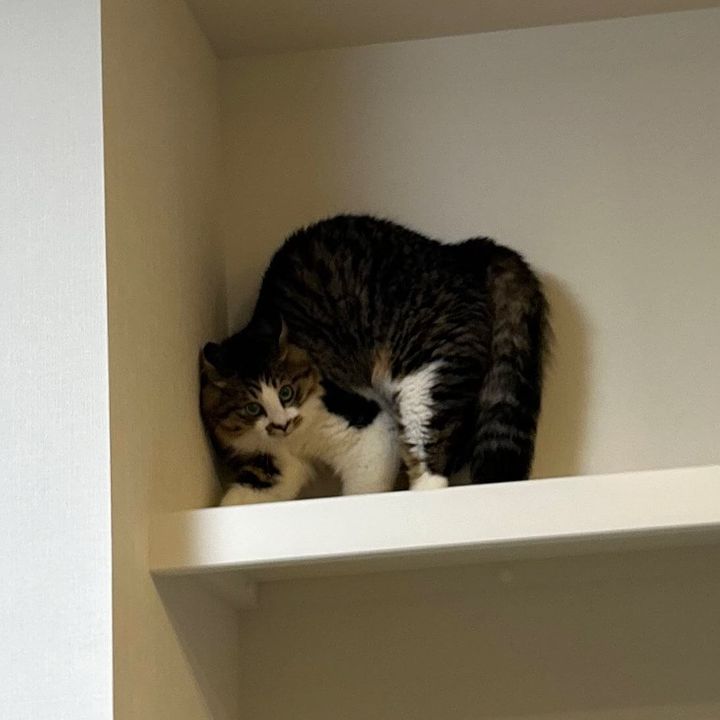 高い場所だとやんのかポーズをしてしまう猫のほたてくん