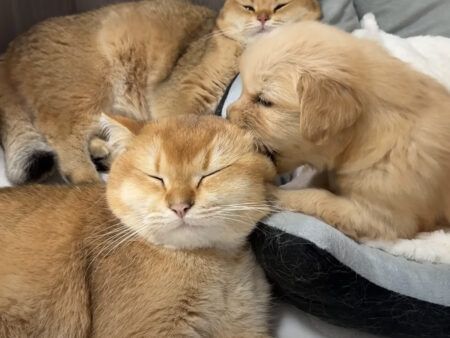 子犬を囲み安心させる猫たちの行動が「やさしすぎる」と反響