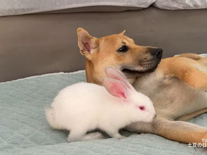 初対面の2匹、仲良くなれそう？