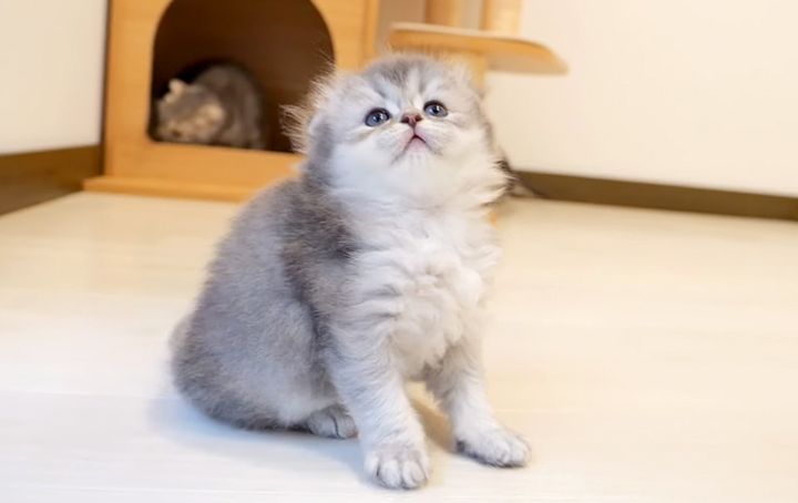 すぐに降参しちゃう子猫