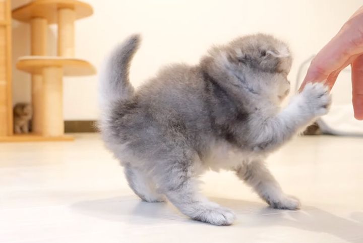 飼い主さんに挑戦する子猫