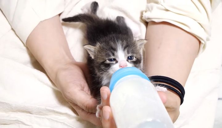 ミルクを飲む子猫