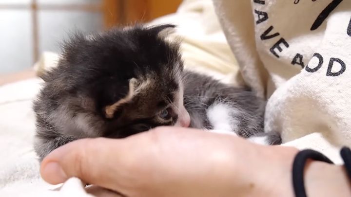 うっとりうっとりする子猫