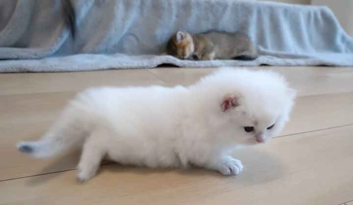 なかなか前に進めない子猫