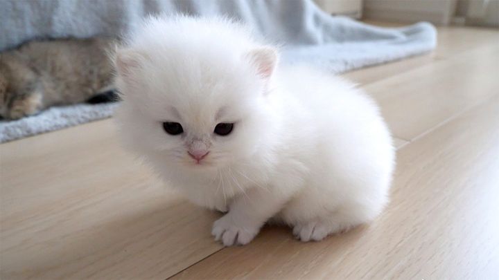 冒険に出かけた子猫