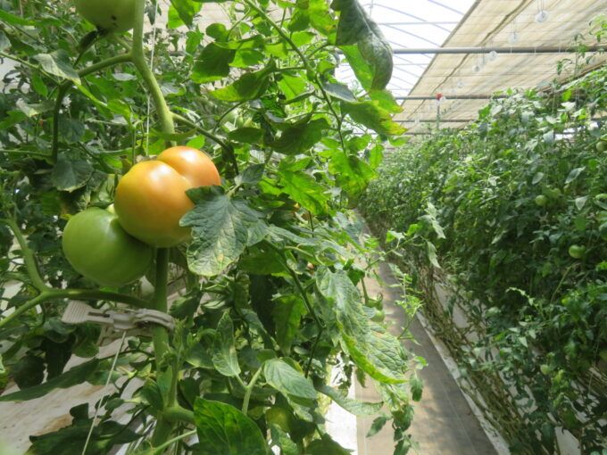 ハウスで栽培中の綿引農園のトマト