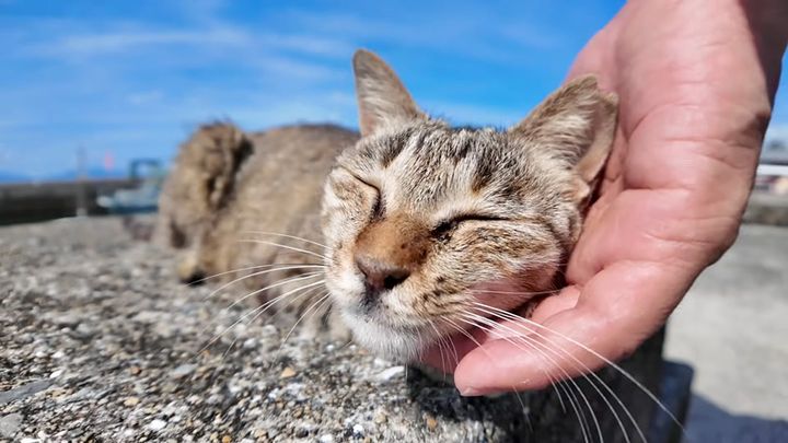 幸せそうに撫でられる猫