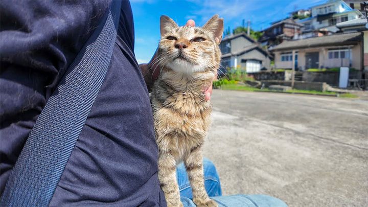 膝の上で撫でられる猫