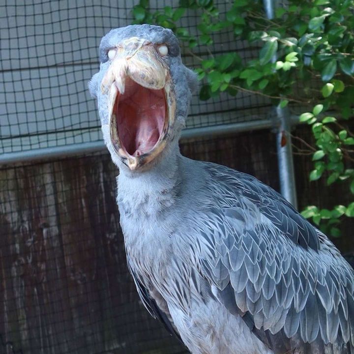 あくび中でした（画像は松江フォーゲルパーク公式Xアカウントの投稿より）