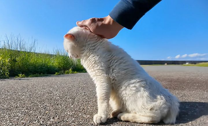 撫でられる猫
