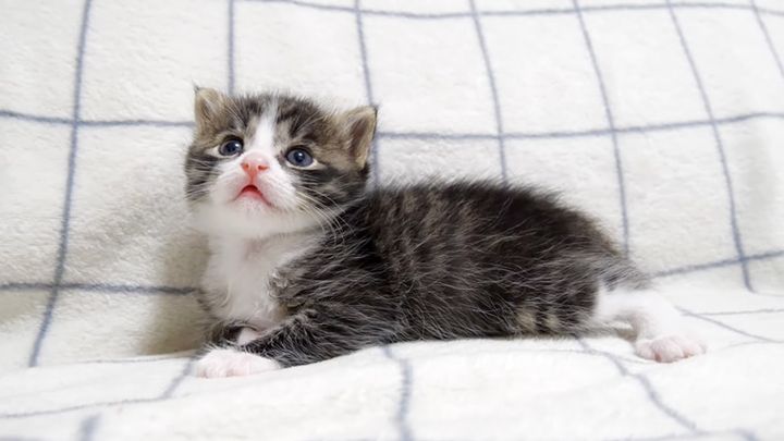 見つめてくる子猫