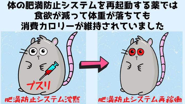 肥満マウスを「消費カロリーを維持したまま」激ヤセさせる方法を発見！