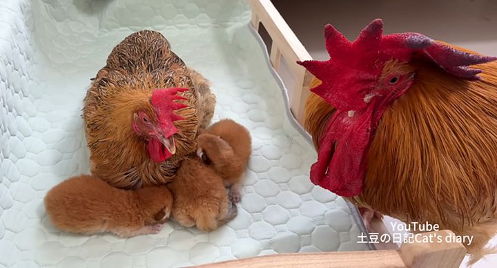 子猫達の世話をするニワトリ