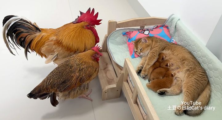 猫の親子が気になるニワトリ