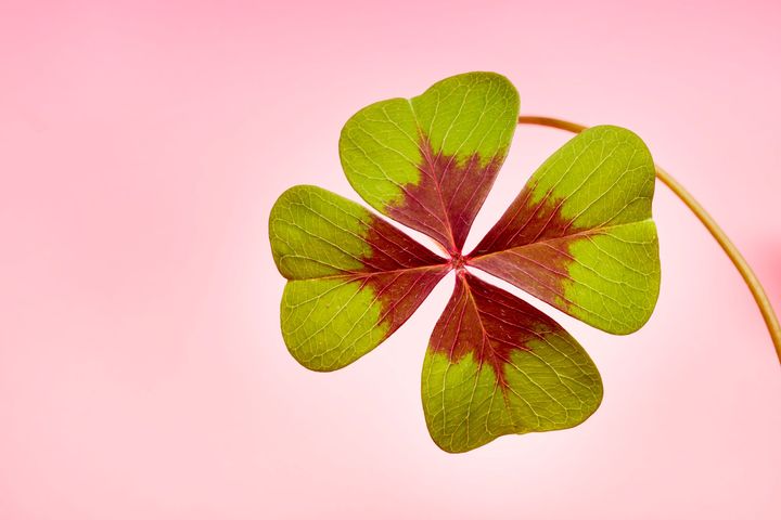Four leaf clover on pink background