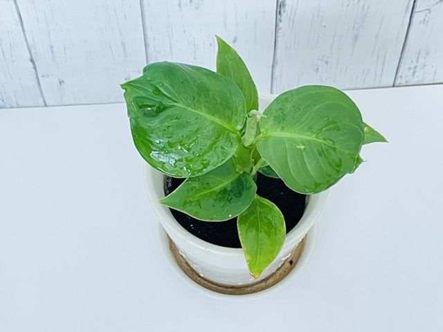 ダイソー ディフェンバキア どんな植物？