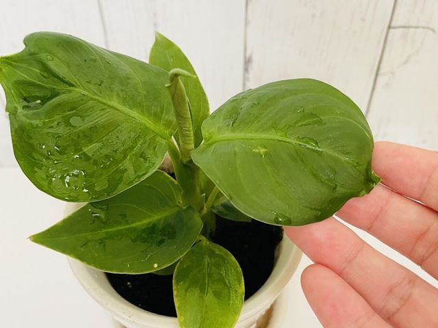 ダイソー ディフェンバキア 取り扱う際の注意点