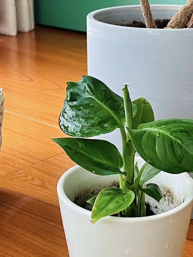 ダイソー ディフェンバキア 飾り方