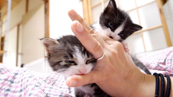 指にくっつく子猫達