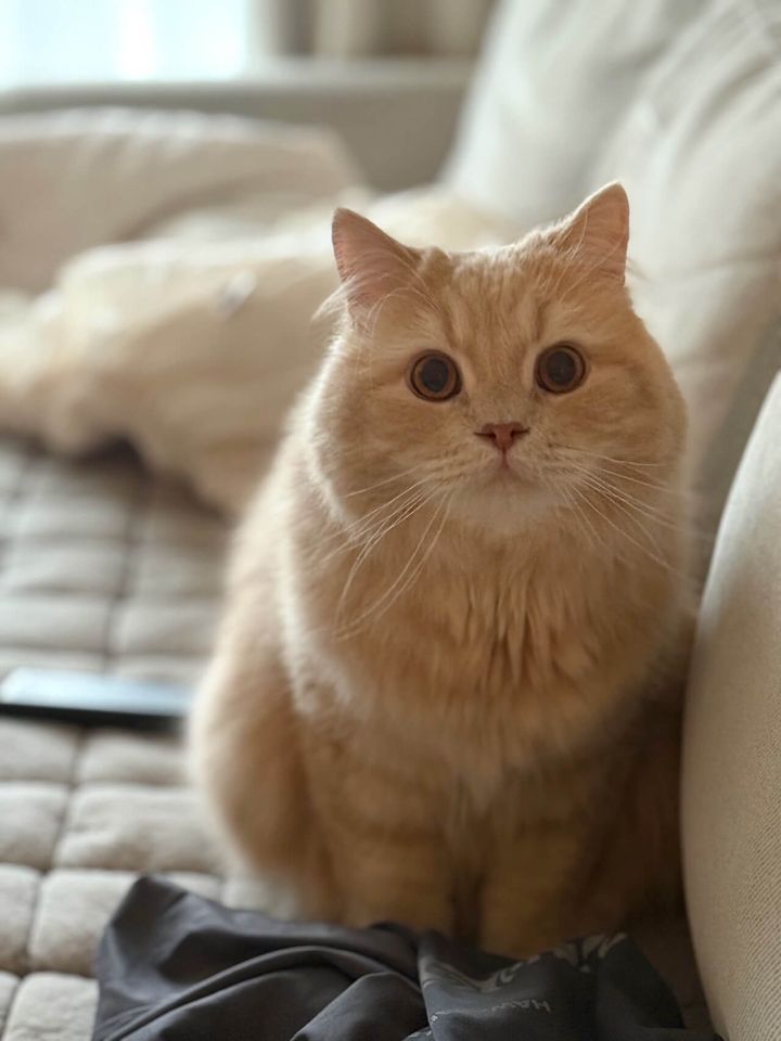 ラガマフィンのつみきちゃん