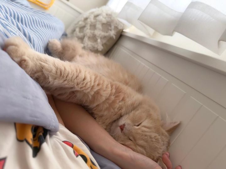 飼い主さんと一緒に寝るのが好きなつみきちゃん