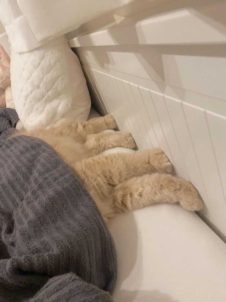 布団から4本の足をはみ出したまま寝る猫ちゃん