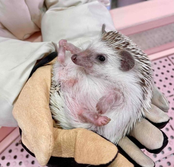 原宿のかわいいランドキュンキュン