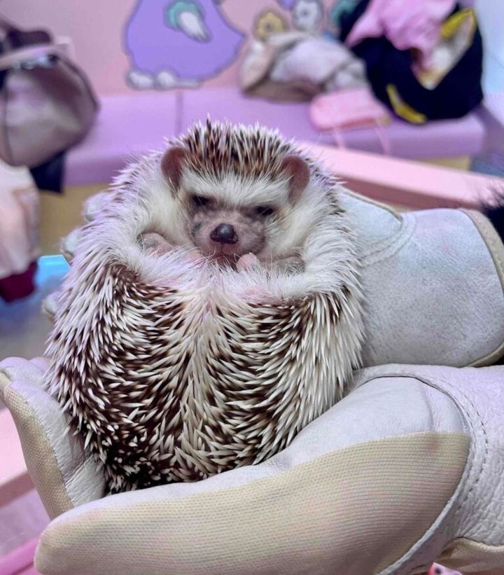 原宿のかわいいランドキュンキュン