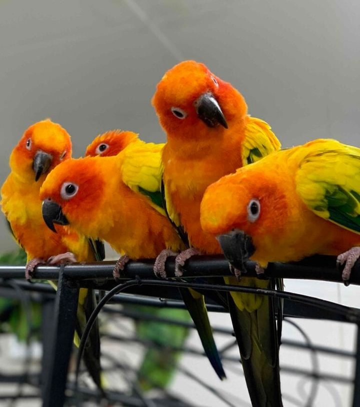 鳥のいるカフェ浅草