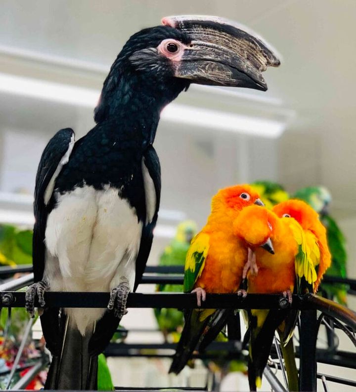 鳥のいるカフェ浅草