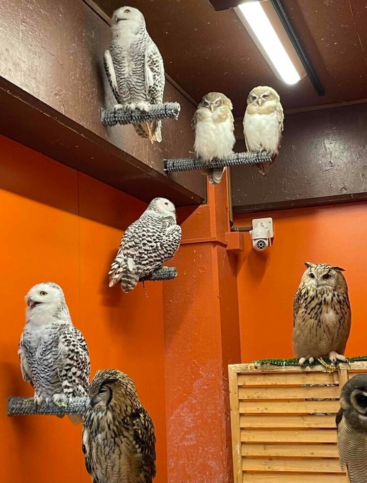 鳥のいるカフェ谷中本店