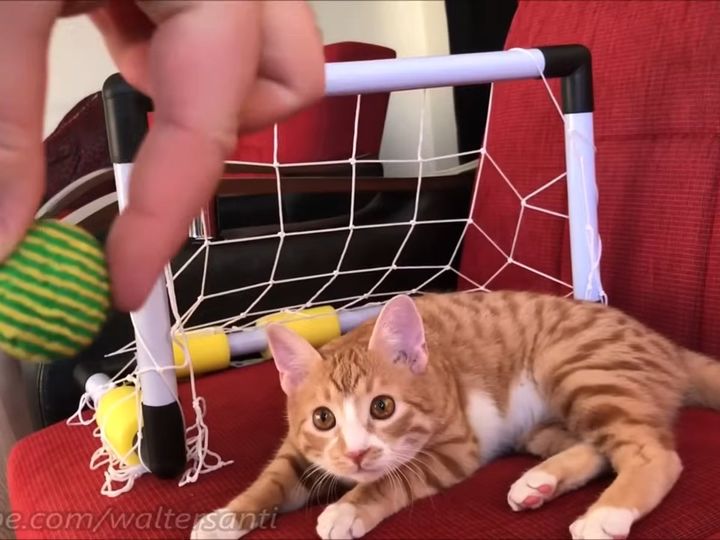 この真剣なまなざし…！