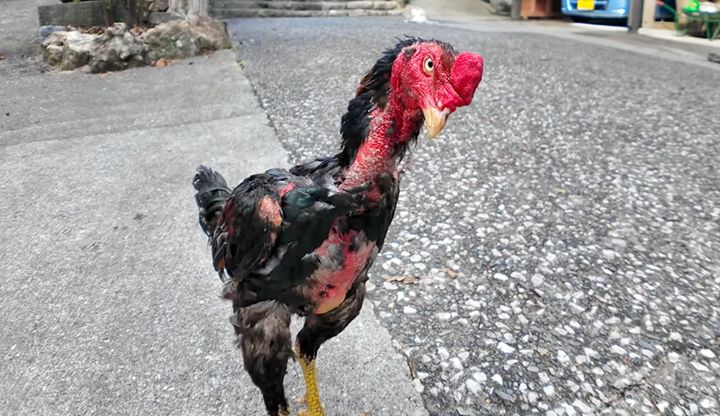 子猫を守るニワトリ