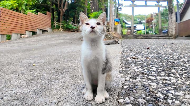神社で出会った子猫
