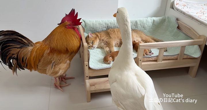 猫の親子を見守るニワトリとアヒル