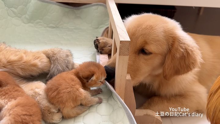 子猫達を見守る犬