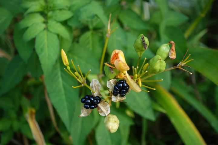 ヒオウギの種子