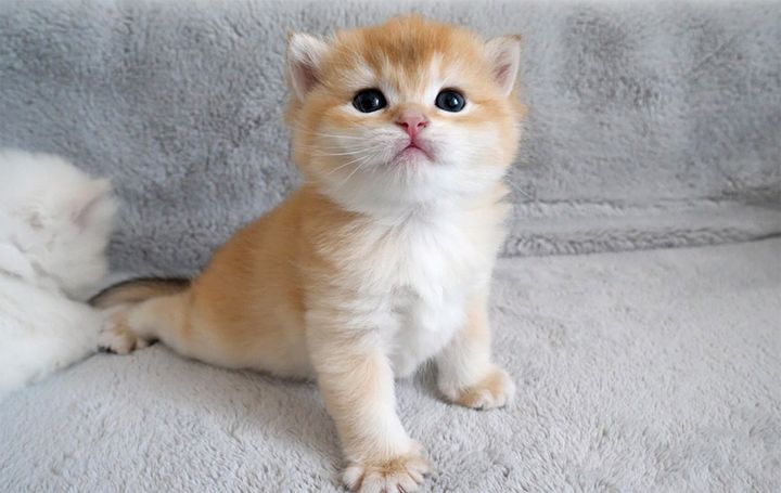 ヨチヨチ歩きの子猫