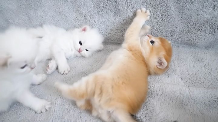 転んじゃった子猫