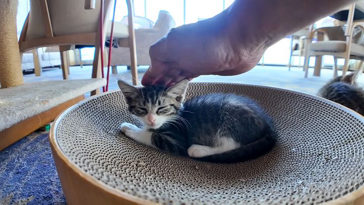 撫でられる子猫