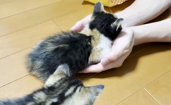 手の平で寝ちゃった子猫