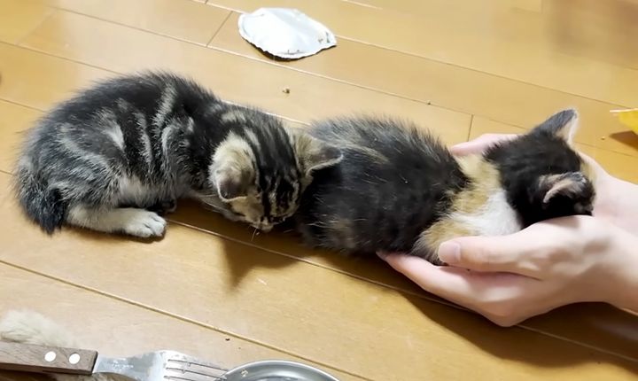 手の平で寝ちゃった子猫