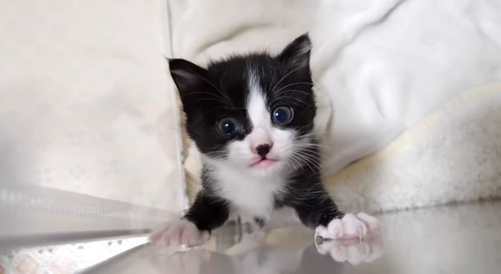 猛アピールする子猫