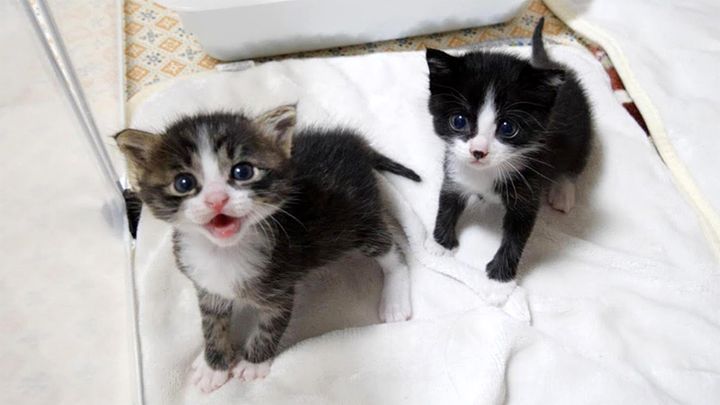 一人前になった子猫達