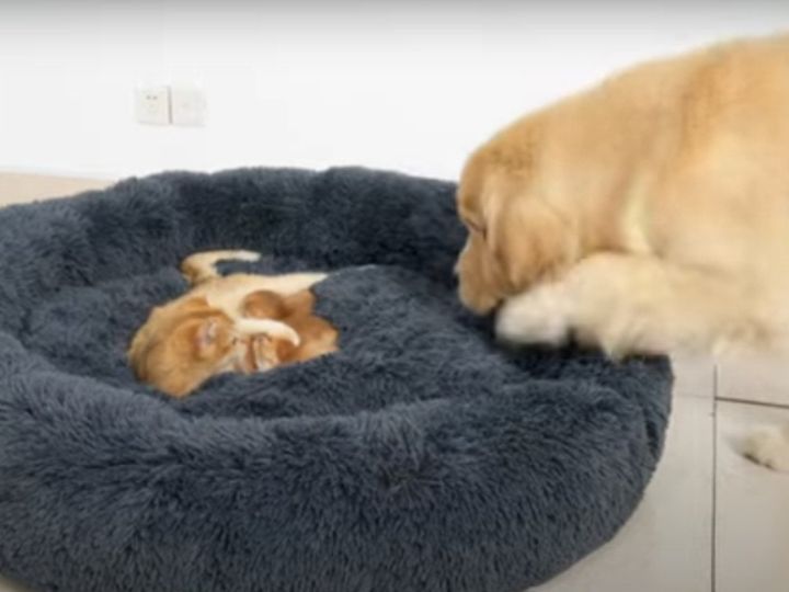 あれ、先客が……