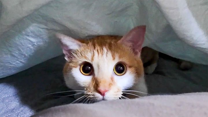 布団から出て来る猫