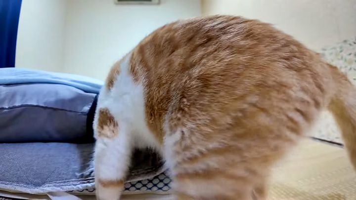 布団に入る猫