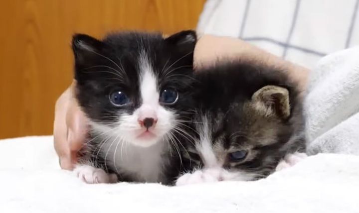 寄り添う子猫達