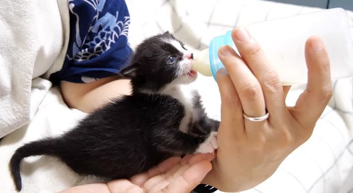 ミルクを飲む子猫